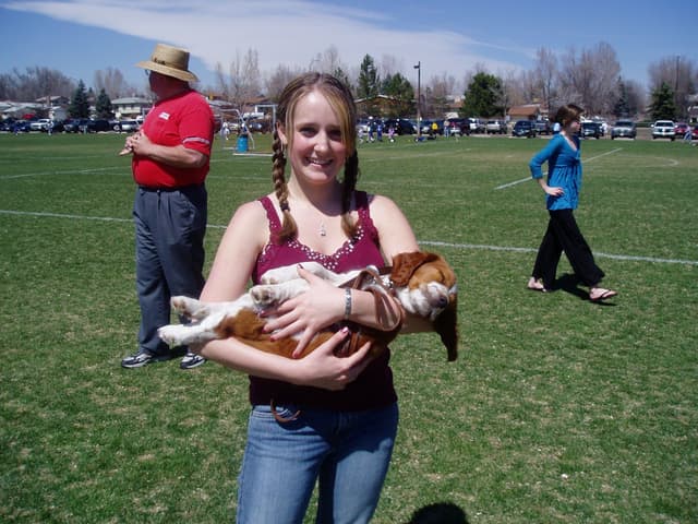 Welsh Springer Spaniel Puppies media 10