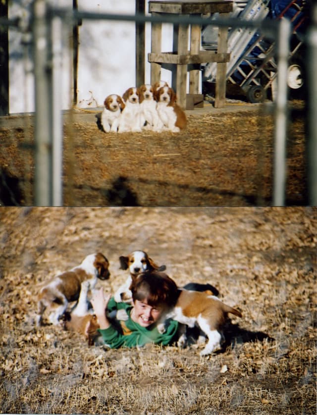 Welsh Springer Spaniel Puppies media 13