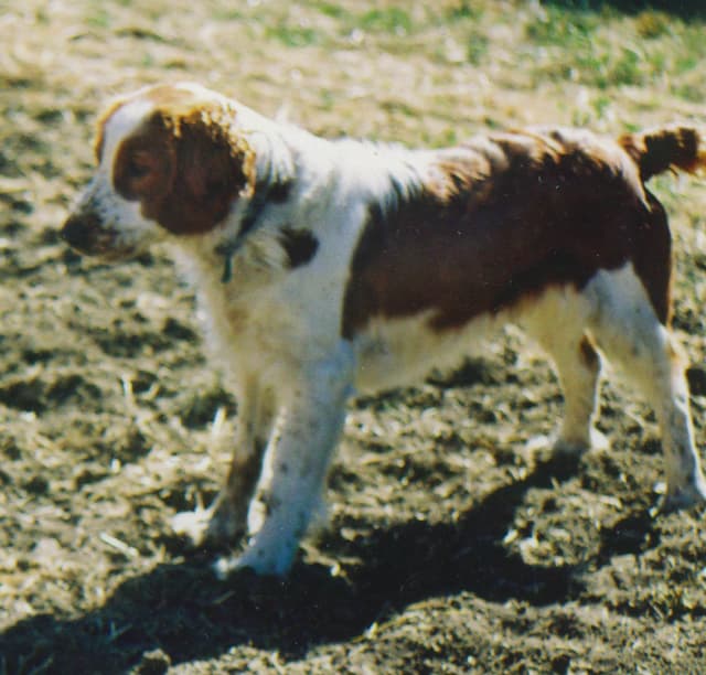 Welsh Springer Spaniel Puppies media 14