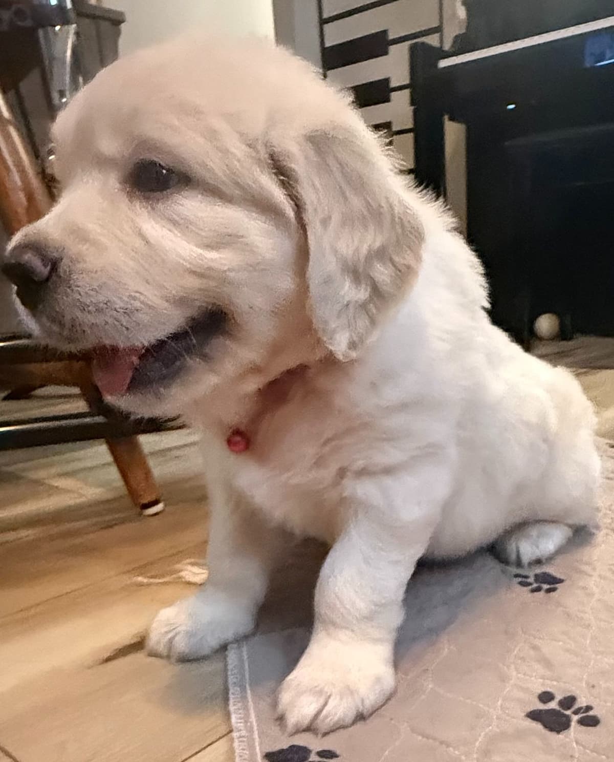 Golden Retriever Puppies breeder image 2