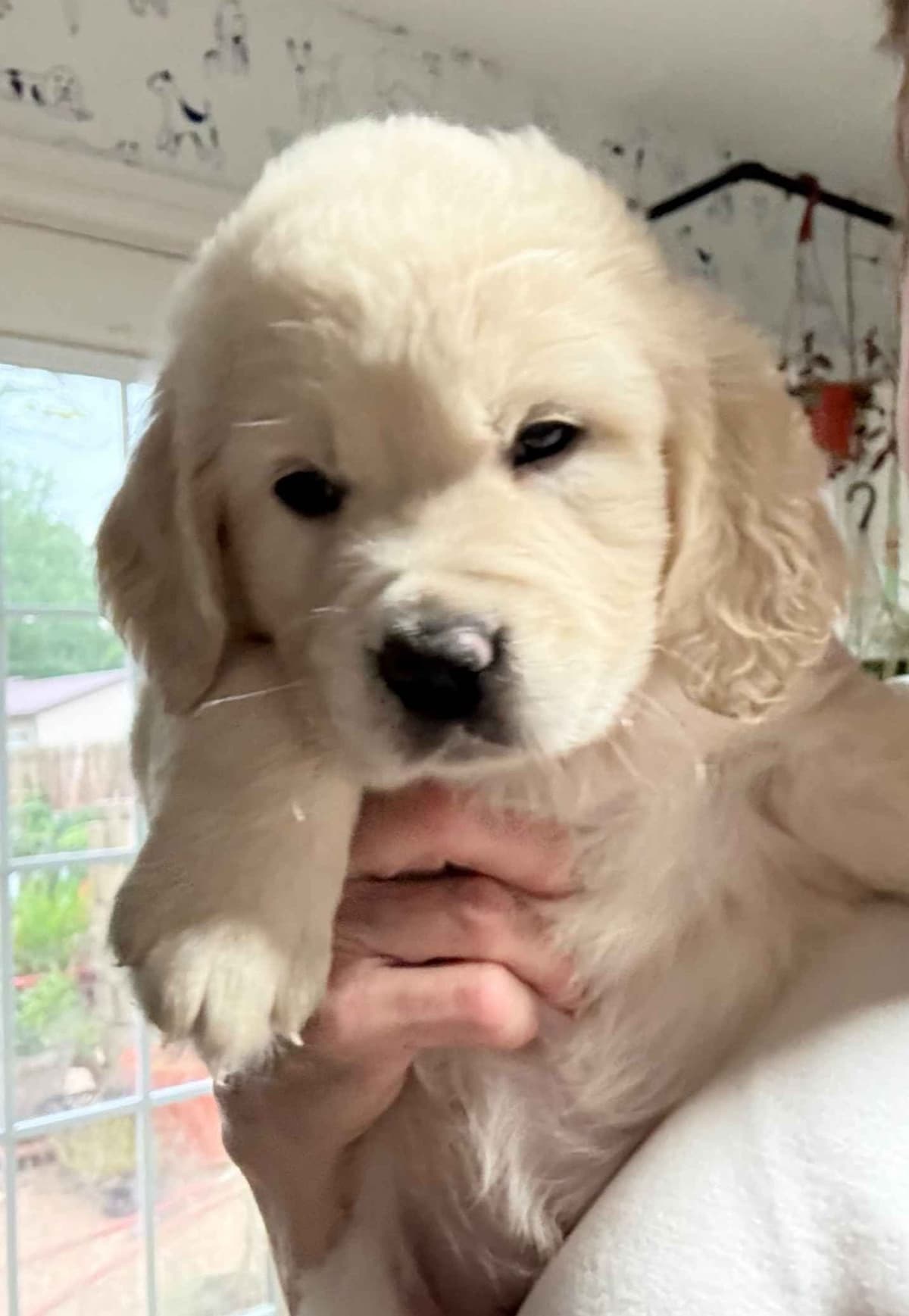 Golden Retriever Puppies breeder image 5