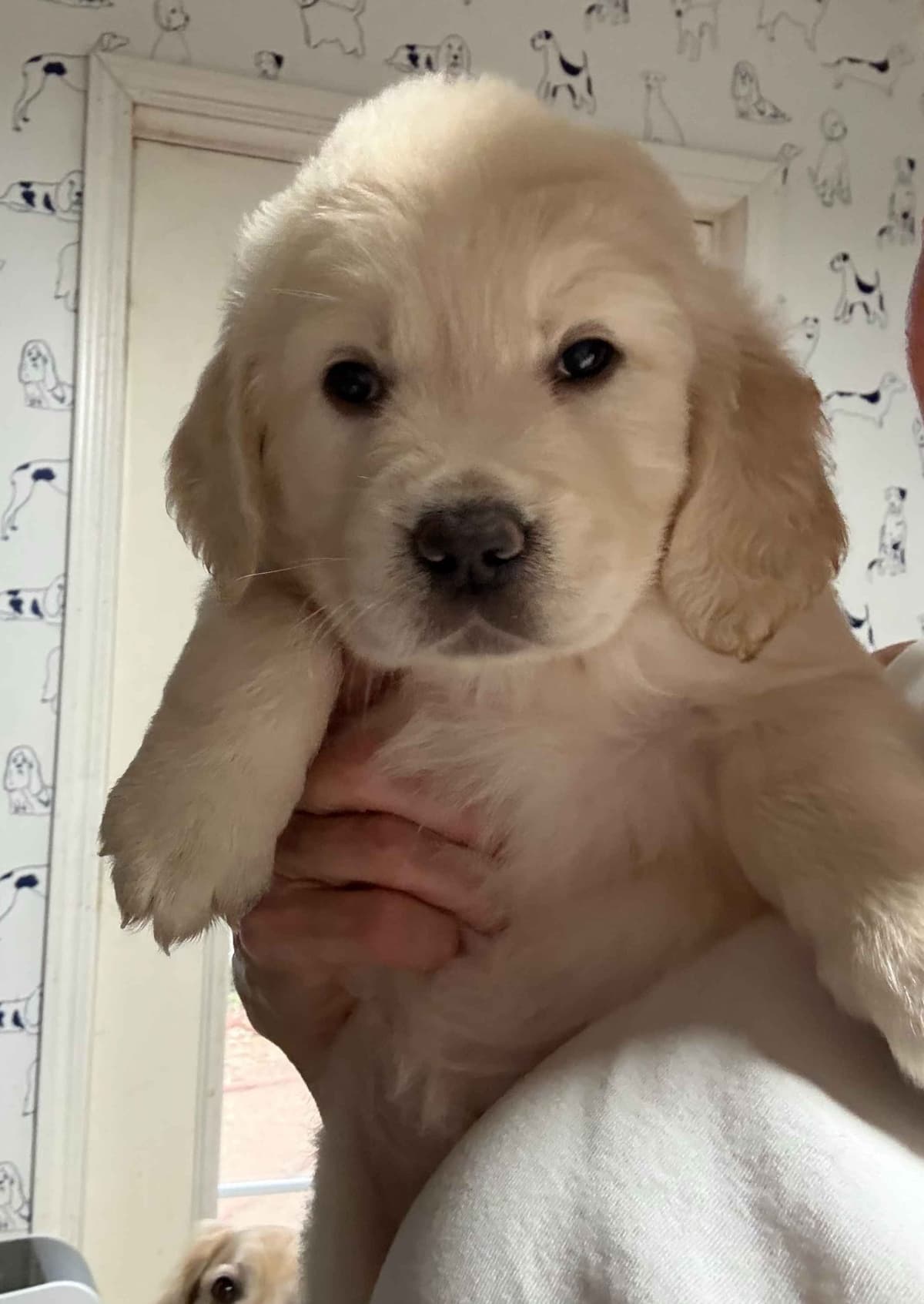 Golden Retriever Puppies breeder image 7