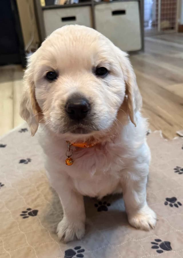 Golden Retriever Puppies media 3