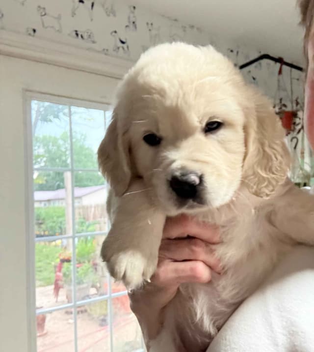 Golden Retriever Puppies media 2