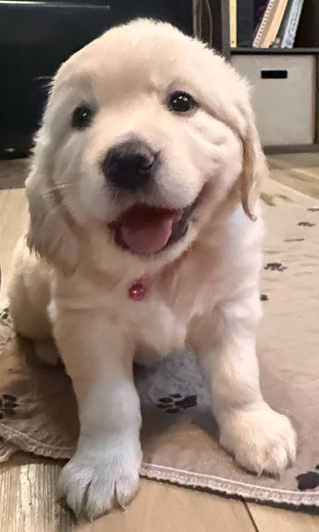 Golden Retriever Puppies media 5