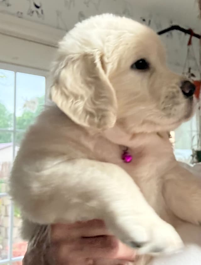 Golden Retriever Puppies media 6