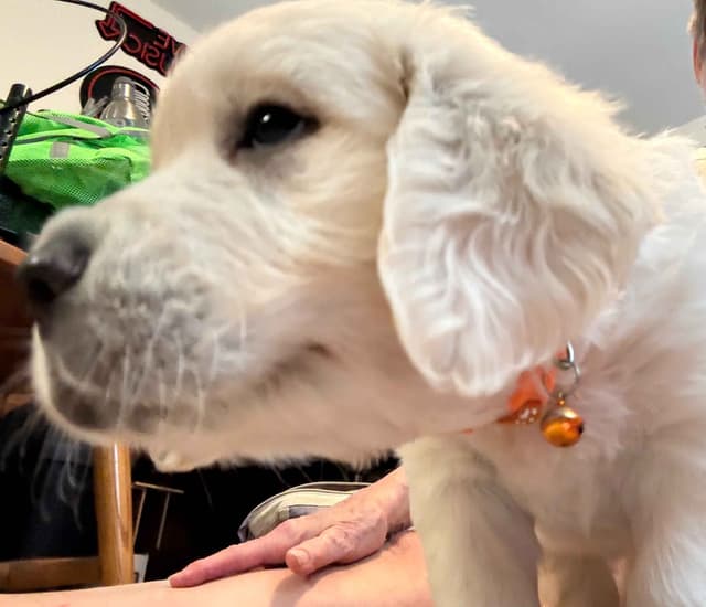 Golden Retriever Puppies media 10