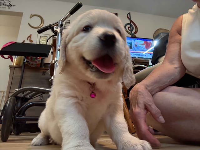 Golden Retriever Puppies media 7