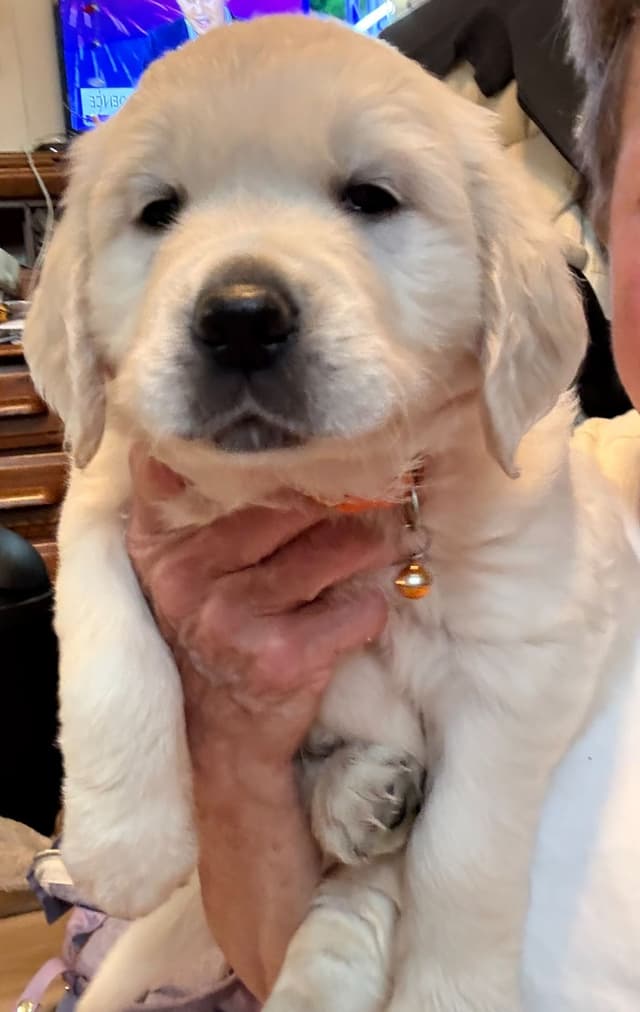 Golden Retriever Puppies media 9