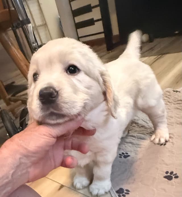 Golden Retriever Puppies media 8