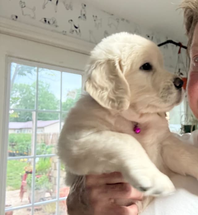 Golden Retriever Puppies media 11