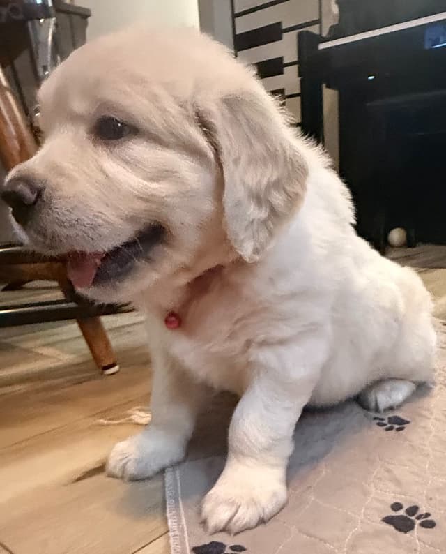 Golden Retriever Puppies media 12