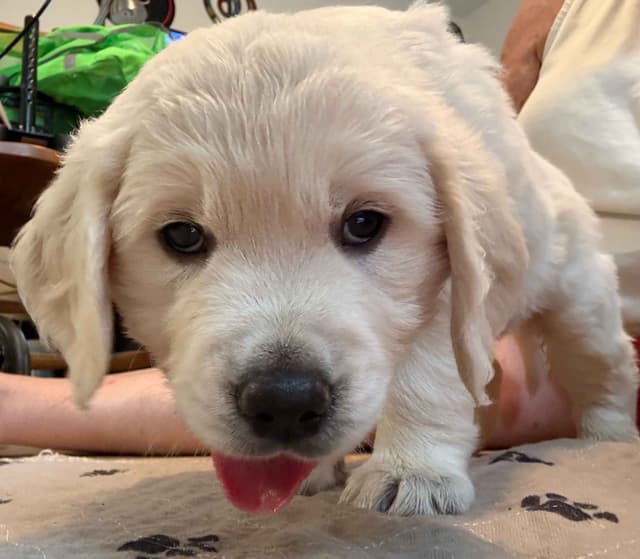Golden Retriever Puppies media 13