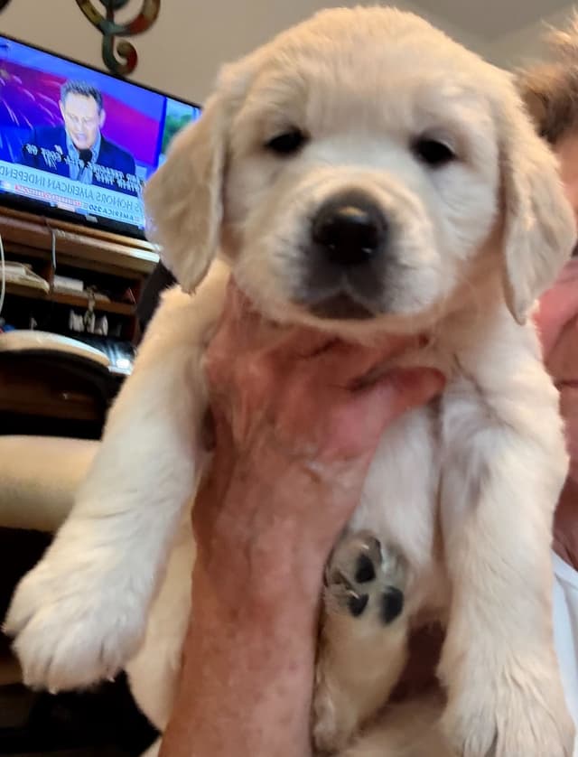 Golden Retriever Puppies media 14