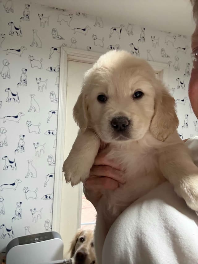 Golden Retriever Puppies media 16