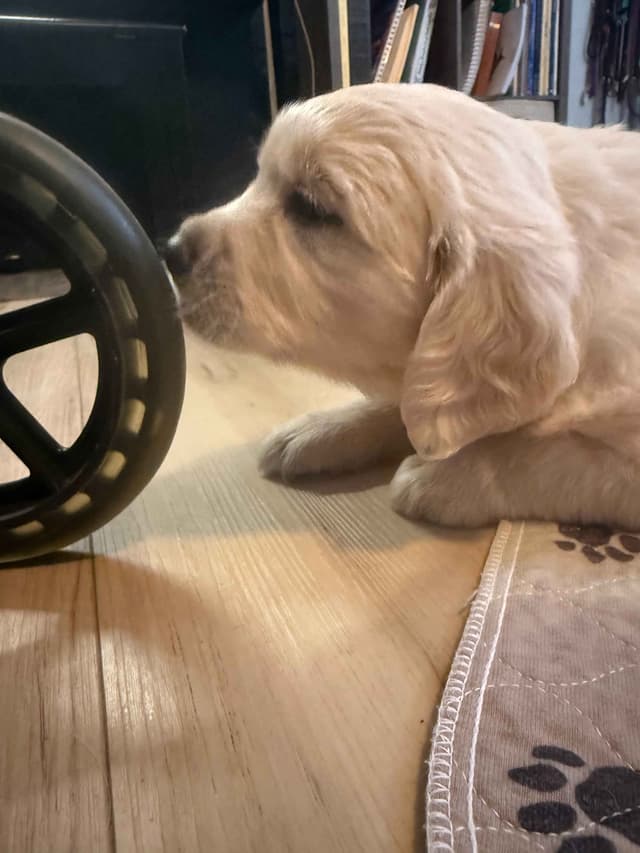 Golden Retriever Puppies media 15