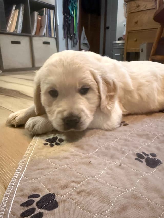 Golden Retriever Puppies media 17