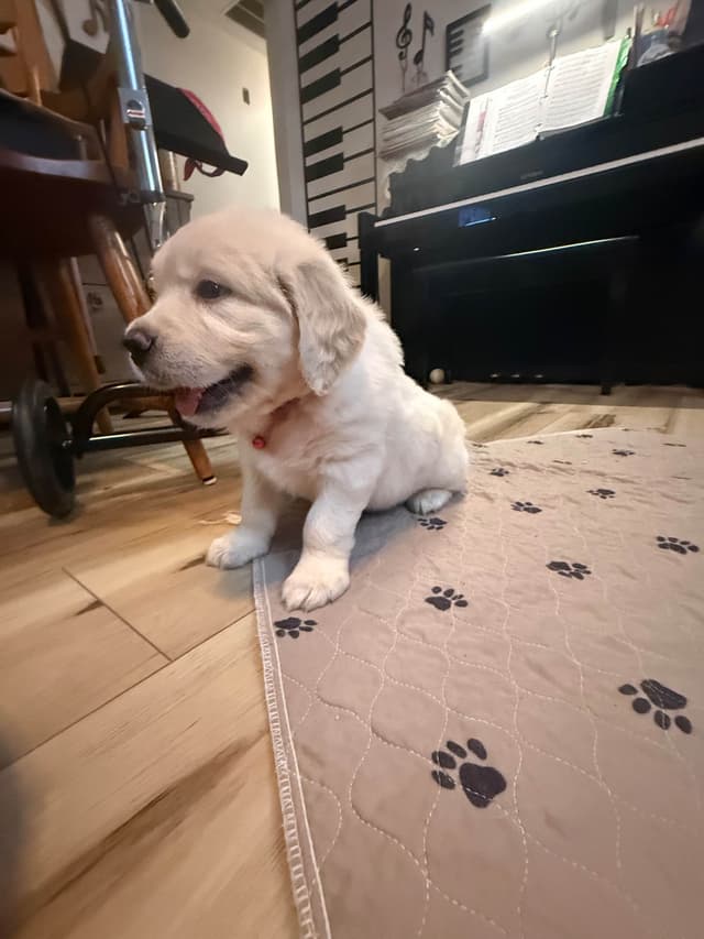 Golden Retriever Puppies media 24