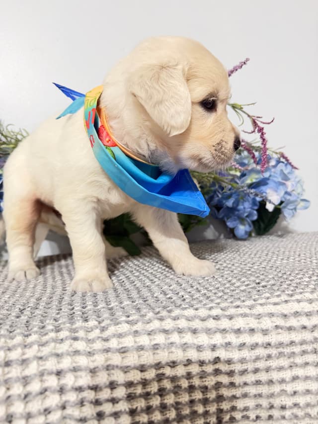 9 English Cream Golden Retriever born 04/30/2026.    2 remaining. media 7