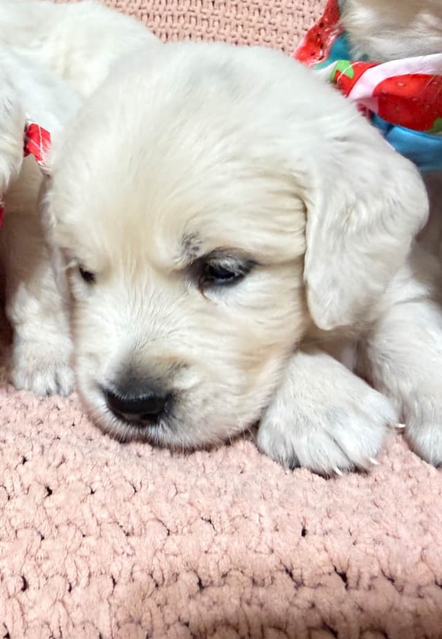 9 English Cream Golden Retriever born 04/30/2026.    2 remaining. media 8
