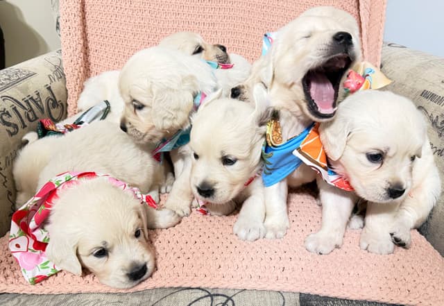 9 English Cream Golden Retriever born 04/30/2026.    2 remaining. media 9