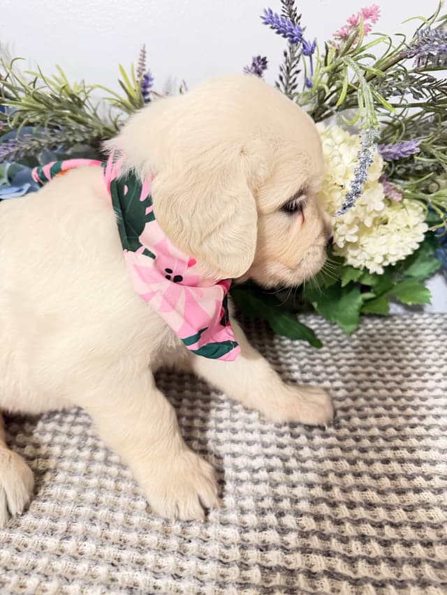 9 English Cream Golden Retriever born 04/30/2026.    2 remaining. media 10