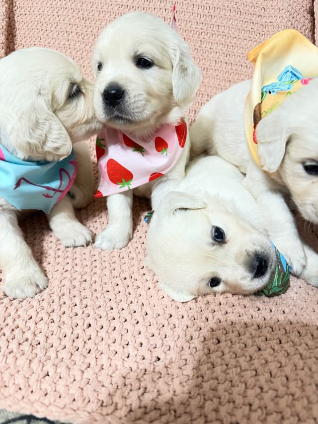 9 English Cream Golden Retriever born 04/30/2026.    2 remaining. media 11