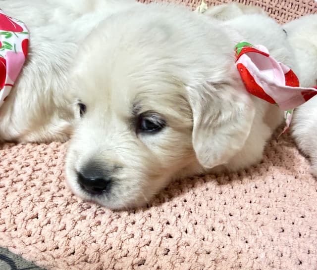 9 English Cream Golden Retriever born 04/30/2026.    2 remaining. media 12