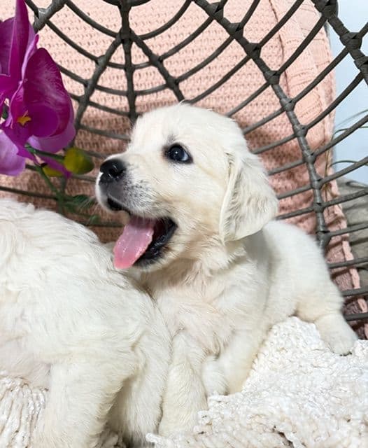 9 English Cream Golden Retriever born 04/30/2026.    2 remaining. media 6