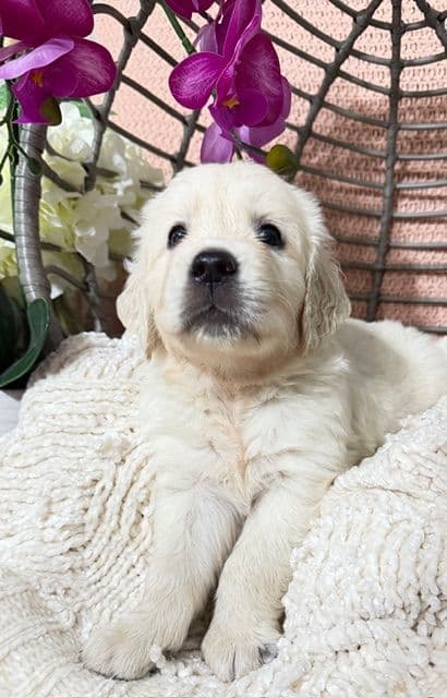 9 English Cream Golden Retriever born 04/30/2026.    2 remaining. media 4
