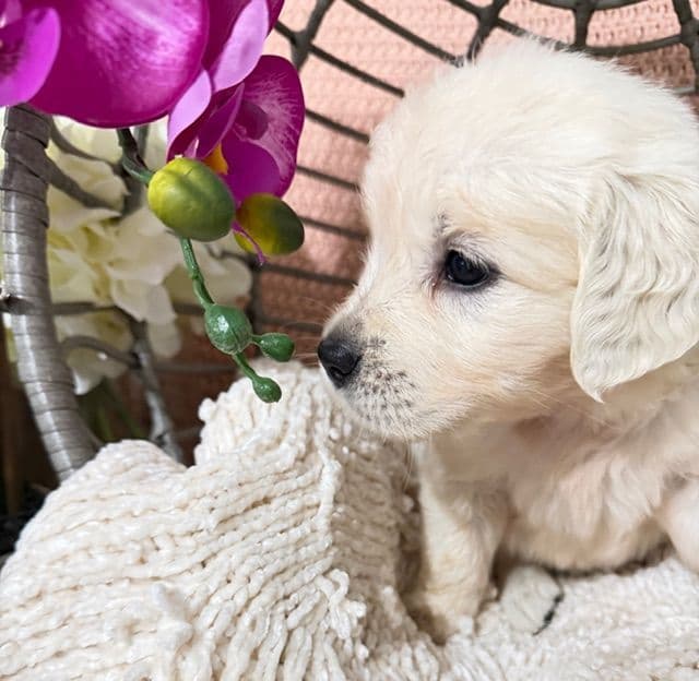 9 English Cream Golden Retriever born 04/30/2026.    2 remaining. media 5