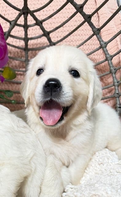 9 English Cream Golden Retriever born 04/30/2026.    2 remaining. media 3