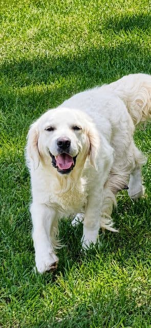 9 English Cream Golden Retriever born 04/30/2026.    2 remaining. media 13