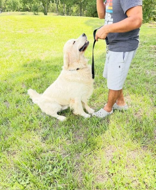 9 English Cream Golden Retriever born 04/30/2026.    2 remaining. media 14