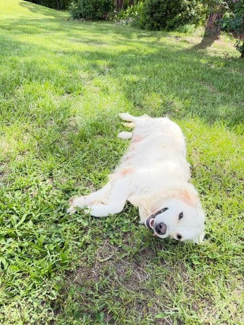 9 English Cream Golden Retriever born 04/30/2026.    2 remaining. media 15