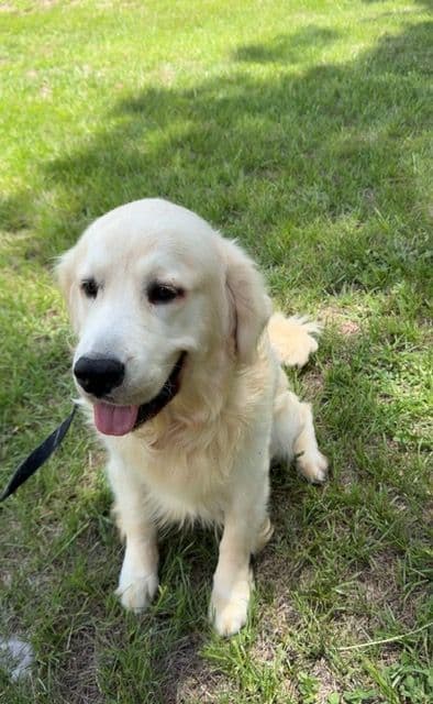 9 English Cream Golden Retriever born 04/30/2026.    2 remaining. media 16
