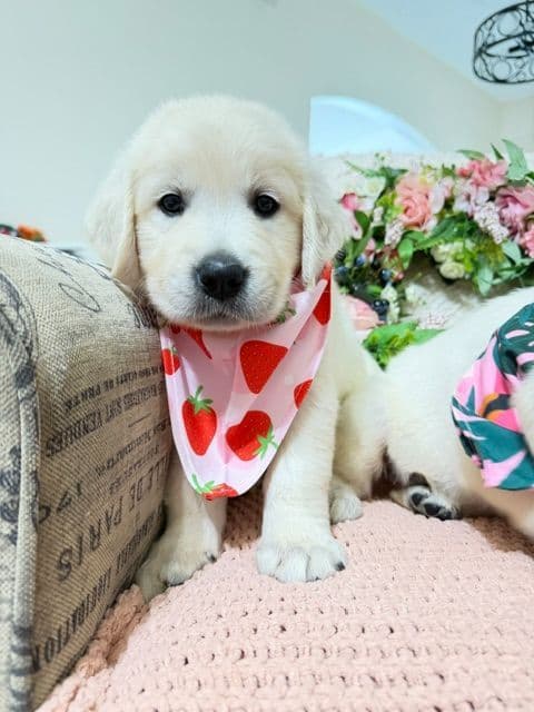 9 English Cream Golden Retriever born 04/30/2026. 2 remaining. breeder image 1