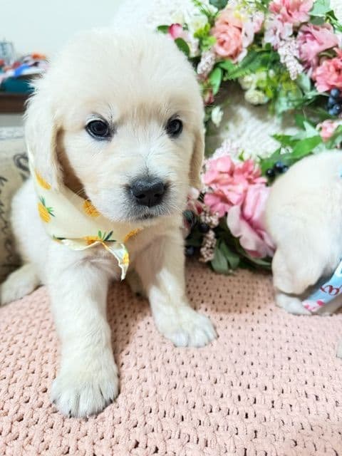 9 English Cream Golden Retriever born 04/30/2026. 2 remaining. breeder image 5