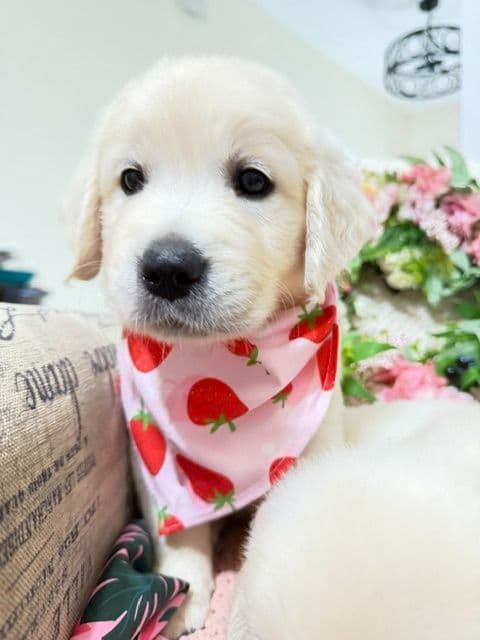 9 English Cream Golden Retriever born 04/30/2026. 2 remaining. breeder image 6