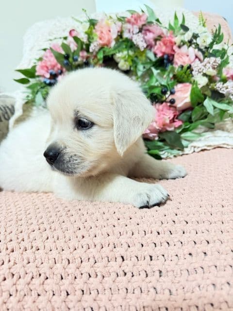 9 English Cream Golden Retriever born 04/30/2026. 2 remaining. breeder image 7