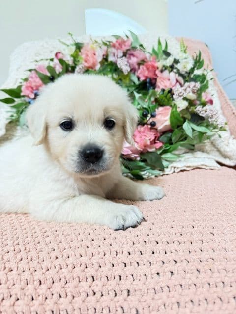 9 English Cream Golden Retriever born 04/30/2026. 2 remaining. breeder image 8