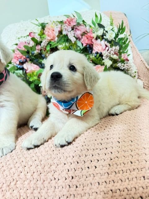 9 English Cream Golden Retriever born 04/30/2026. 2 remaining. breeder image 3