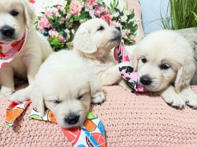 9 English Cream Golden Retriever born 04/30/2026. 2 remaining. breeder image 2