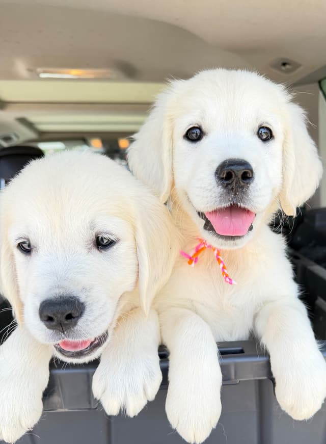 9 English Cream Golden Retriever born 04/30/2026.    2 remaining. media 2