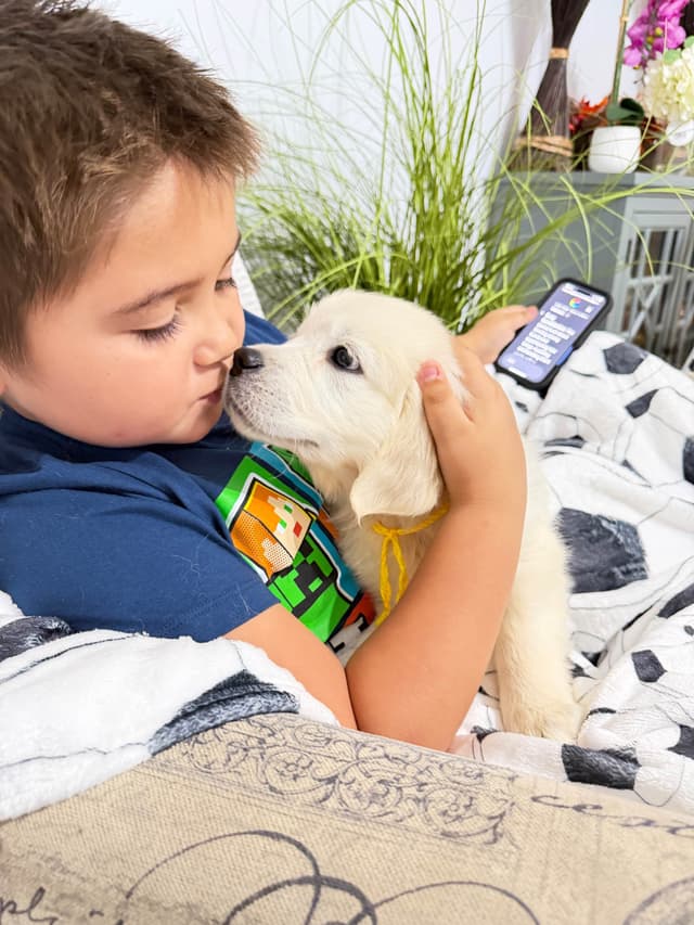9 English Cream Golden Retriever born 04/30/2026.    2 remaining. media 18