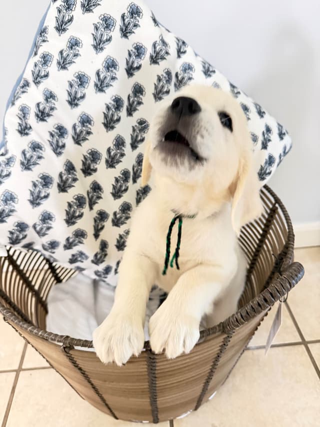 9 English Cream Golden Retriever born 04/30/2026.    2 remaining. media 19