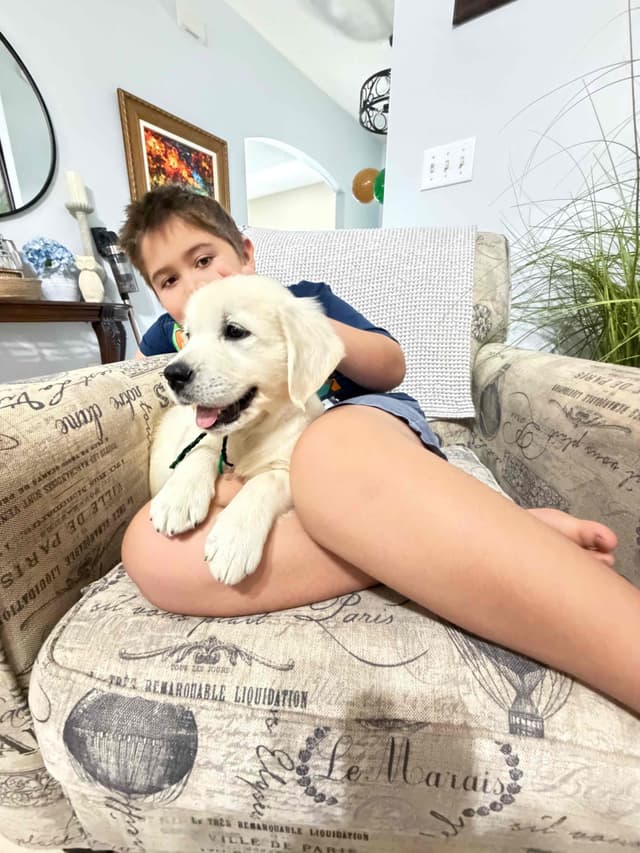 9 English Cream Golden Retriever born 04/30/2026.    2 remaining. media 21
