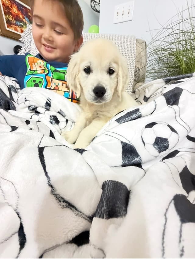 9 English Cream Golden Retriever born 04/30/2026.    2 remaining. media 23