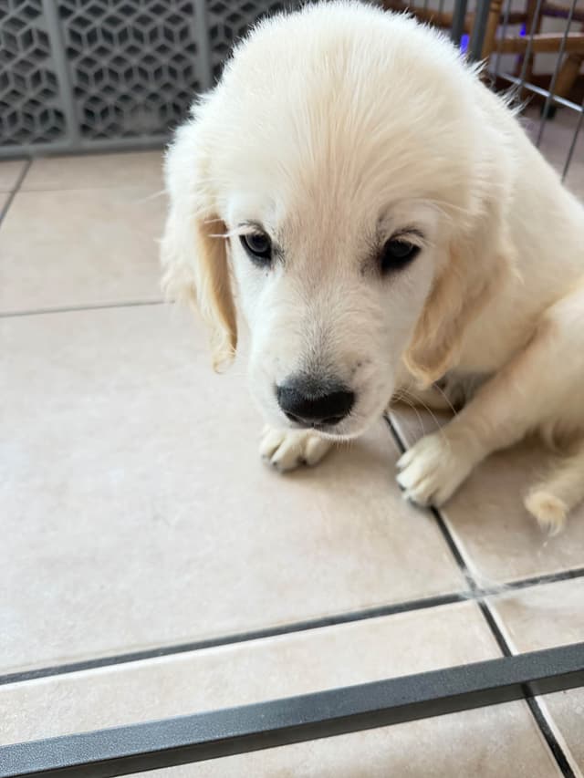 9 English Cream Golden Retriever born 04/30/2026.    2 remaining. media 24