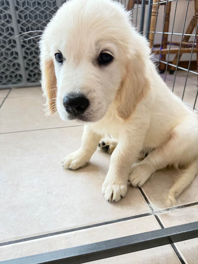 9 English Cream Golden Retriever born 04/30/2026.    2 remaining. media 25